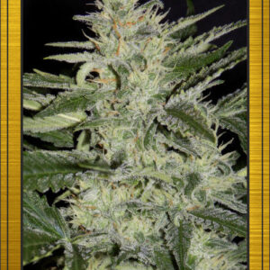 White Crack Auto (Sour Crack x Walter White) 7 Feminized Seeds (LIMITED EDITION)