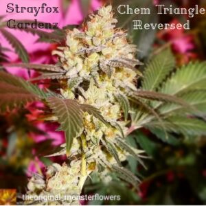 Chem Triangle (Big Chem [wyrm cut] x Triangle Kush) Reversed Line 7 Feminized Seeds
