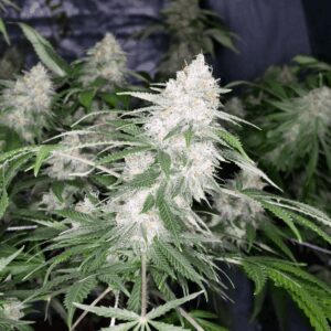 Eastcoasterlamb (Mr. E x 90's Lambsbread Jamaican Landrace Sativa) 13 Regular Seeds