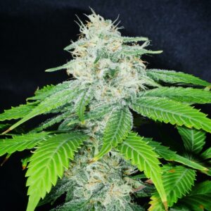 Prayer Pupil (Star Pupil x Prayer Tower) 7 Feminized Seeds