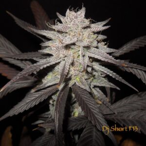 The Original F-13 F5 13 Regular Seeds