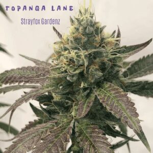 Topanga Lane (Topanga Kush x Starfighter F1) 10 Regular Seeds