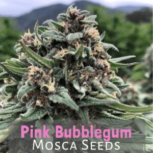 Pink Bubblegum (Indiana Bubble Gum x Pink 2.0) 10 Regular Seeds