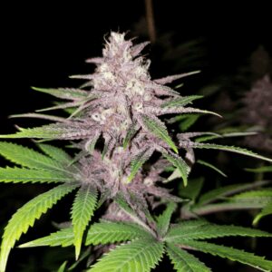 Grape Pupil v1 F1 (Putang x Star Pupil) 7 Feminized Seeds