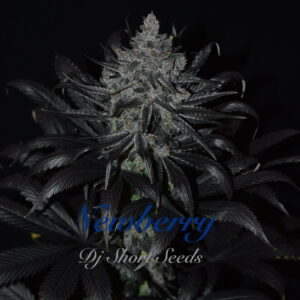 New Berry F5 11 Regular Seeds