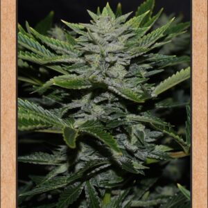 Orange Diesel F4 (Orange Diesel V3.0 [Lady Sativa Genetic]) x S.O.D.K [Sour Orange Diesel Kush]) 7 Feminized Seeds