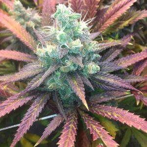 Praying Mantis (Mr. E x Prayer Tower Sativa) 12 Regular Seeds