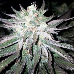 Lambs Pupil (Star Pupil x 90s Lambsbread) 12 Regular Seeds