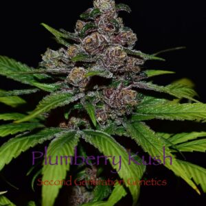 Plumberry Kush (Purple Unicorn x F4 Blueberry) 13 Regular Seeds