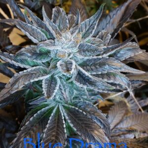 Blue Drama (Sour Bubble x DJ Short F4 Blueberry) 13 Regular Seeds