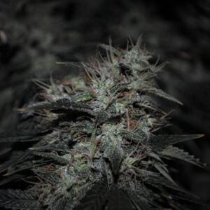Alf #5 F6 Auto 10 Regular Autoflowering Seeds