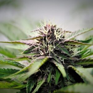 Anvil F7 Auto 10 Regular Autoflowering Seeds