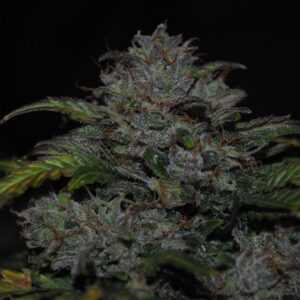 JEM F9 Auto 10 Regular Autoflowering Seeds