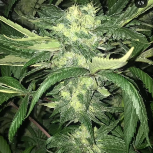 Purple Indica x Lucky Charms 10 Regular Seeds