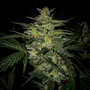 Skylar White F1 Auto 3 Feminized Autoflower Seeds