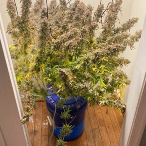 Spice Melange F1 Auto 3 Feminized Autoflower Seeds