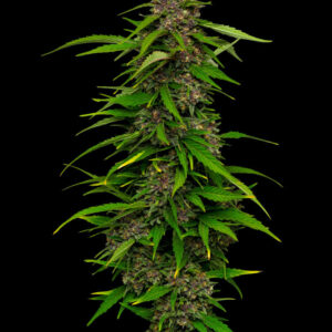 Squirt Auto Bx3 5 Feminized Autoflower Seeds