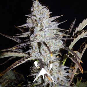Sour Stomper F7 3 Feminized Autoflower Seeds