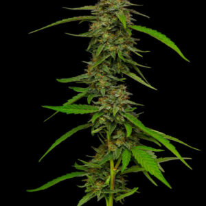Strawberry Cheesecake Auto Bx2 5 Autoflowering Seeds