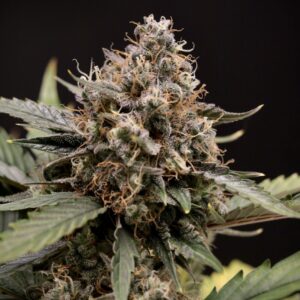 Sweet-N-Sour F3 Auto 3 Feminized Autoflower Seeds