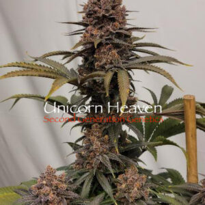 Unicorn Heaven F1 (Purple Unicorn x F5 Blue Heaven) 13 Regular Seeds