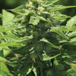 Trainwreck F5 Auto 5 Feminized Autoflower Seeds