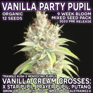 Vanilla Party Pupil 12 Regular Seeds