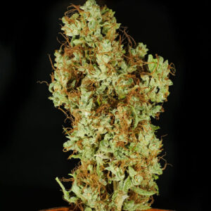 Swabi Pakistani #3 F2 7 Feminized Seeds